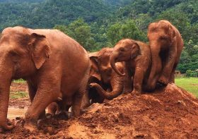 Elephant Nature Park in Thailand: Voluntourism at Its Best